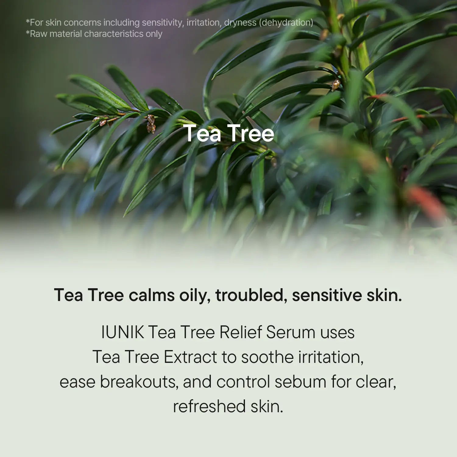 [IUNIK Official] Tea Tree Relief Serum | Calming & Oil Balancing for Oily, Sensitive & Trouble-Prone Skin | 50Ml / 1.69 Fl Oz